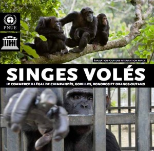 Stolen Apes – The Illicit trade in chimpanzees, gorillas, bonos and orangutans